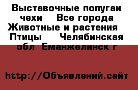 Выставочные попугаи чехи  - Все города Животные и растения » Птицы   . Челябинская обл.,Еманжелинск г.